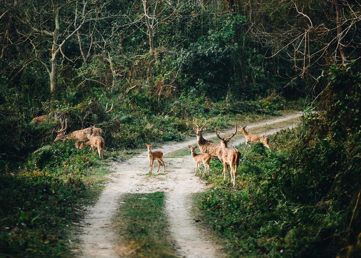 Sanctuary - Chitwan National Park , Nepal Hotel Kültér fotó