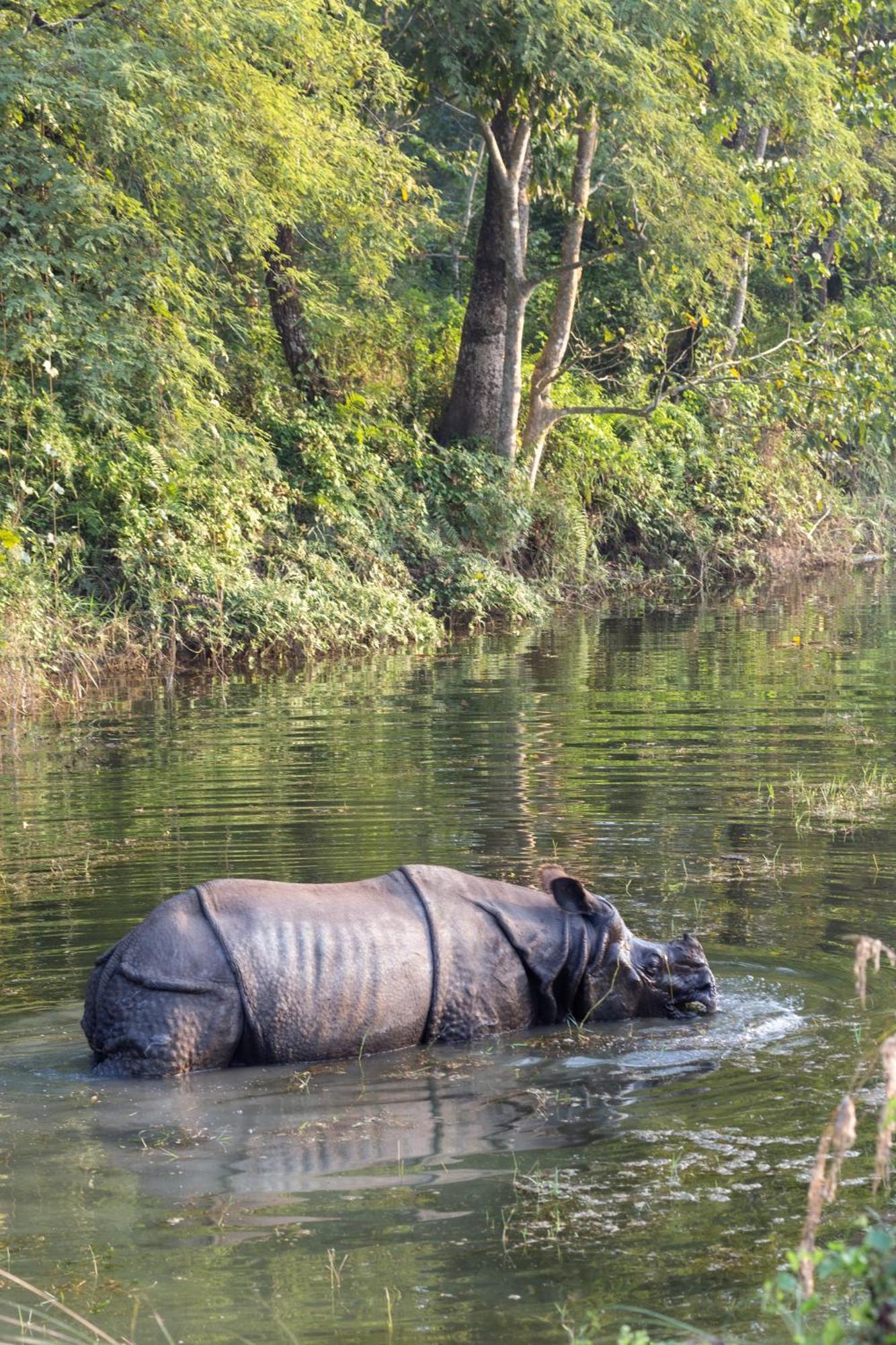 Sanctuary Chitwan National Park Hotel Kültér fotó